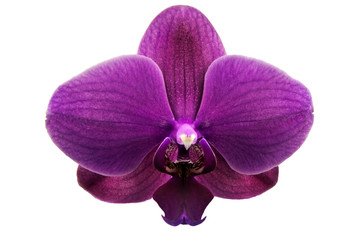 Fototapeta na wymiar orchid phalaenopsis (Orchidaceae) - free