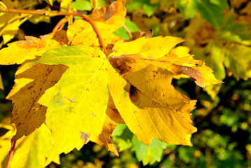leaves