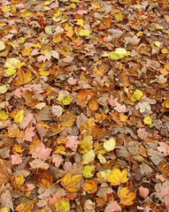 pink,yellow,orange and brown carpet of autumn leaves