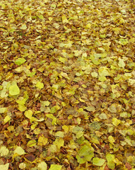 green and brown carpet of autumn leaves