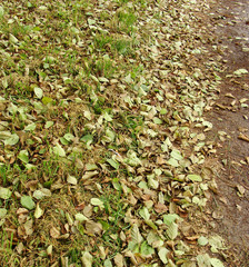 path,grass and green beige leaves