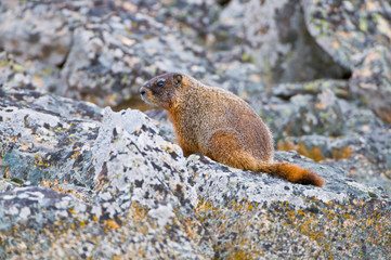 Yellowstone National Park - Wyoming - USA - Primavera