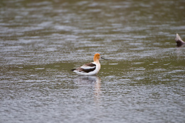 recurvirostra americana - avocetta americana n