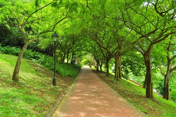 A pathway surrounded by lush greenery