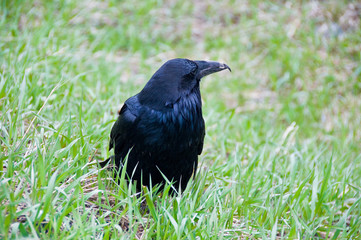 Raven / Corvo Imperiale
