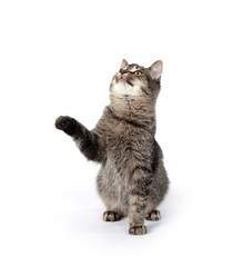 tabby cat playing on white background