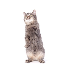 tabby cat playing on white background