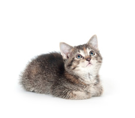 tabby kitten on white background