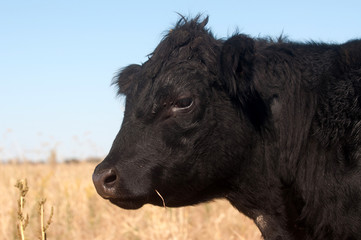 Portrait of grass fed cow