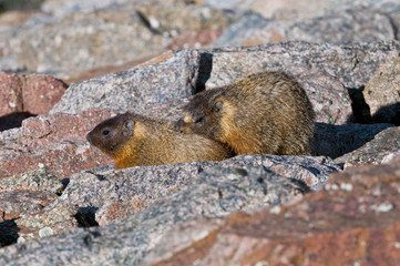Yellow Bellied Marmot