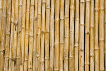 Fototapeta premium Bamboo background