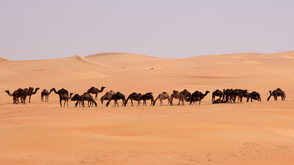 Fototapeta na wymiar Empty Quarter Camels