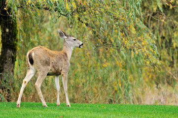Naklejka na ściany i meble fawn with willow trees in the background