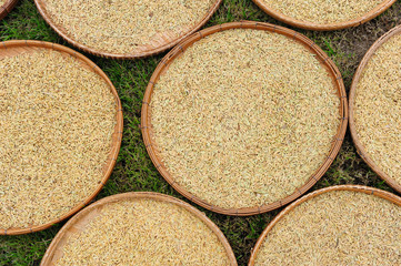 Rice Paddy Drying in Tray