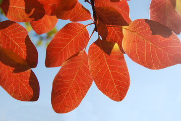 red leaf autumn