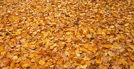 herbstliches laubfeld
