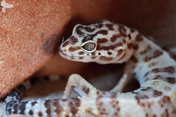 Leopard gecko