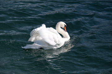 Swan