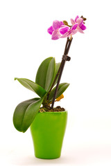 Fototapeta na wymiar phalaenopsis