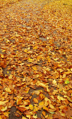 forest path in autumn with a transition from orange to yellow le