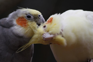 schmusende Nymphensittiche