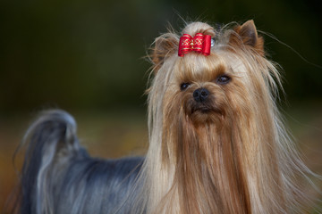 Naklejka premium piękny yorkshire terrier