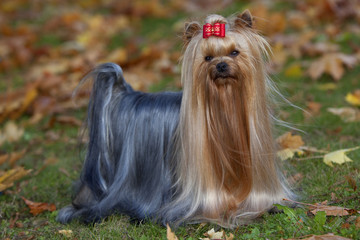 yorkshire terrier with a beautiful coat