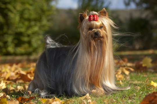 jolie lumi&egrave;re sur la robe soyeuse du yorkshire terrier