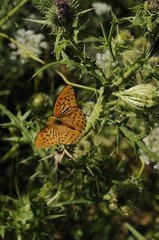 motyl
