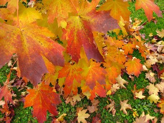 Herbst