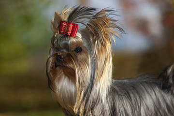 portrait de trois quart du yorkshire terrier
