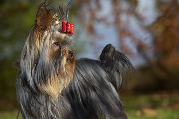 yorkshire terrier rêveur