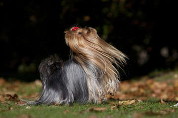 yorkshire s'apprêtant à se mettre debout