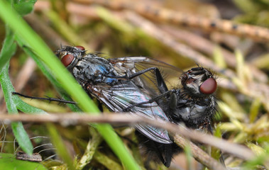 Plujki Calliphoridae © Gucio_55
