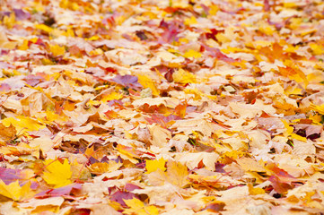 Herbstlich verfärbtes Ahornlaub auf der Erde
