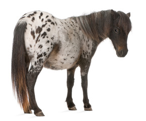 Fototapeta na wymiar Appaloosa Miniature horse, Equus caballus, 2 years old, standing