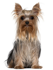 Yorkshire Terrier, 1 year old, sitting