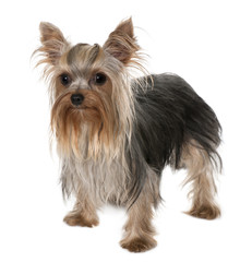 Yorkshire Terrier, 1 year old, standing