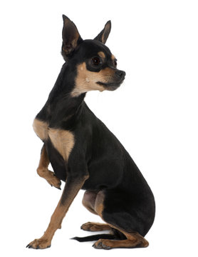 Prague Ratter or Prazsky krysarik, 2 years old