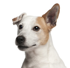Jack Russell Terrier puppy, 8 years old © Eric Isselée