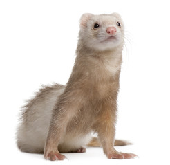 Ferret, 4 years old, in front of white background