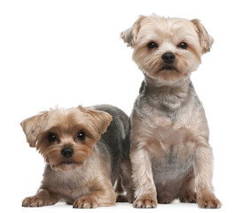 Yorkshire Terriers, 18 months old, sitting