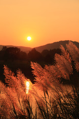 Grass Plumes At Sunset