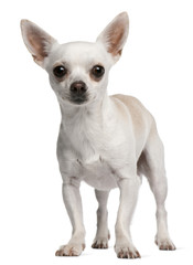 Chihuahua, 15 months old, standing in front of white background