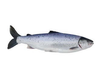 big salmon