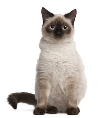 Birman cat, 5 months old, sitting in front of white background