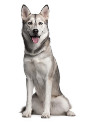 Siberian Husky, 2 years old, sitting © Eric Isselée