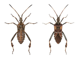 Western conifer seed bugs, Leptoglossus occidentalis