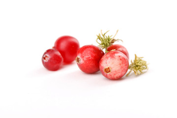 forest fresh red cranberries with moss