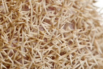 Close-up of Four-toed Hedgehog, Atelerix albiventris